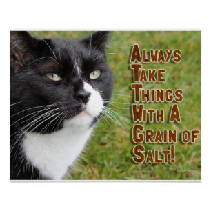 Poster Grain De Sel Chat Motivationnel Slogan Photo