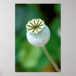 Poster Graine de tête de fleur de pavot, Western Cape