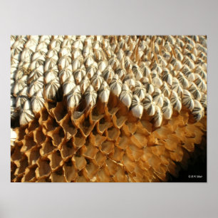 Poster - graines de tournesol