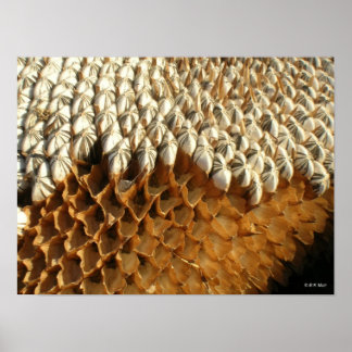 Poster - graines de tournesol
