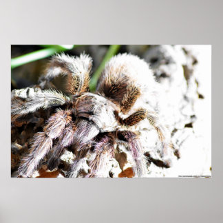 Poster Grammostola