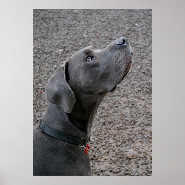 Poster Grand bleu Dane (Devant)