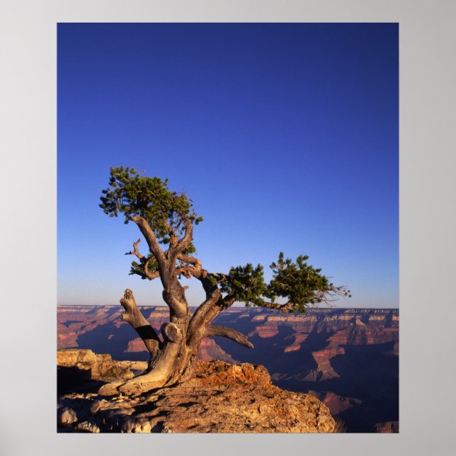 Poster Grand Canyon, Arizona, USA (Devant)