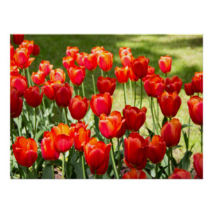 Poster Grand champ de tulipes rouges