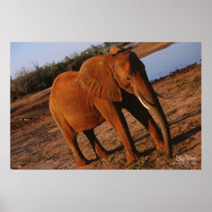 Poster Grand éléphant rouge