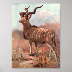 Poster Grand Kudu Antelope par Swan, animal sauvage Vinta