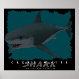 Poster Grand requin blanc