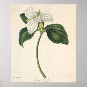 Poster Grand Trillium Fleuri