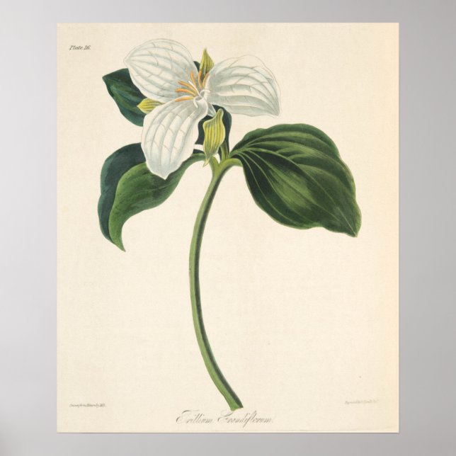 Poster Grand Trillium Fleuri (Devant)