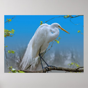 Poster Grande aigrette dans un arbre