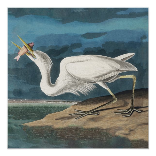 Poster Grande Aigrette d'Audubon : Oiseau côtier vintage (Devant)