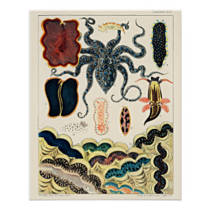 Poster Grande barrière de corail d'Australie