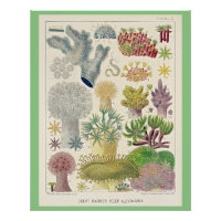 Grande barrière de corail de l'Australie, Alcyonar