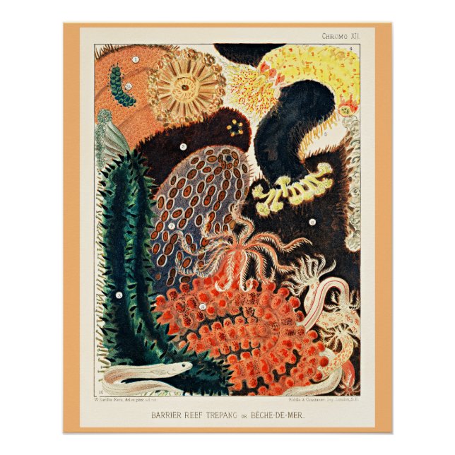 Poster Grande barrière de corail de l'Australie, Trepang, (Devant)