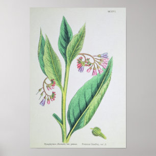 Poster Grande consoude, plat MCXVI, c.1800