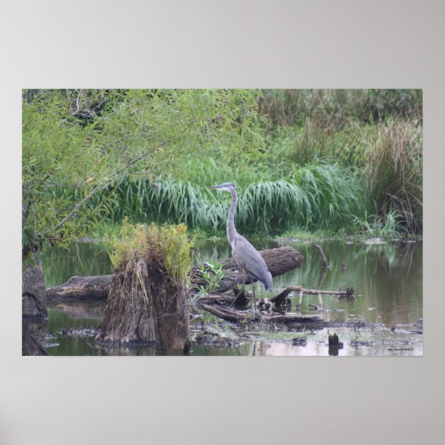 Poster Grande toile de Heron Bleu (Devant)