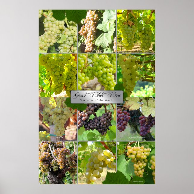 Poster Grande Variétés De Vins Blancs Du Monde (Devant)
