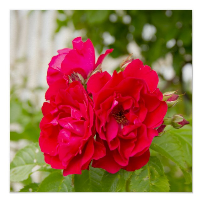 Poster Grandes roses rouges dans le jardin (Devant)