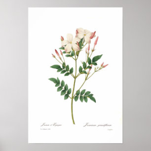 Poster Grandiflorum de Jasminum