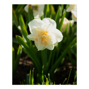 Poster Grands narcisses blancs par un jour de printemps