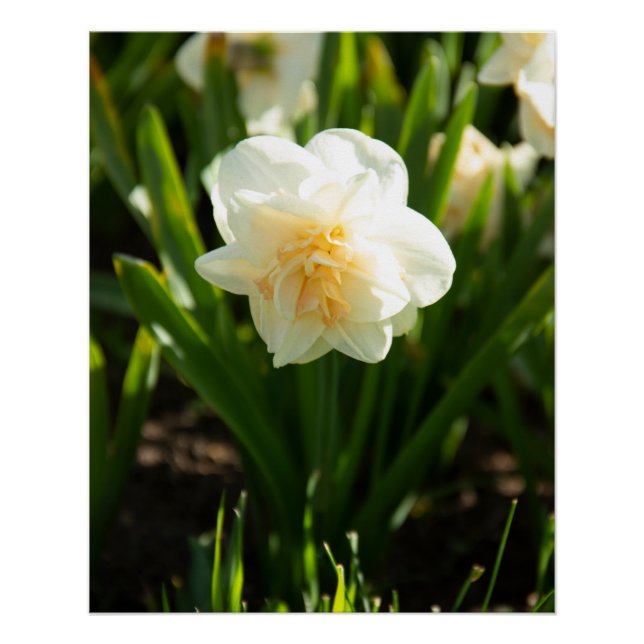 Poster Grands narcisses blancs par un jour de printemps (Devant)