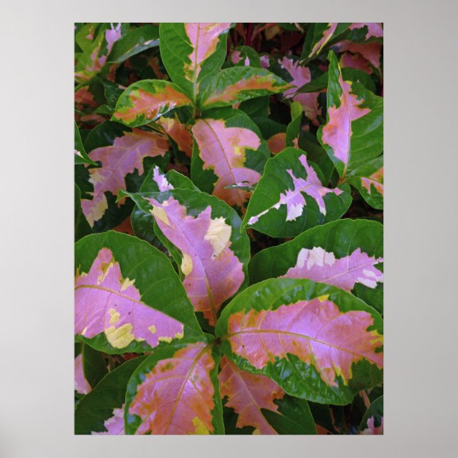 Poster Graptophyllum Pictum Rosea Variegata (Devant)