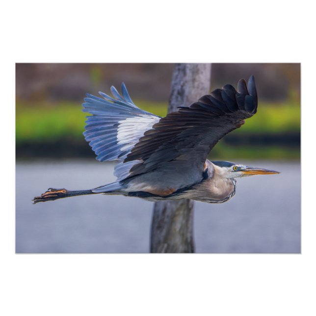 Poster Great Blue Heron Flight Wildlife Bird Photography (Devant)