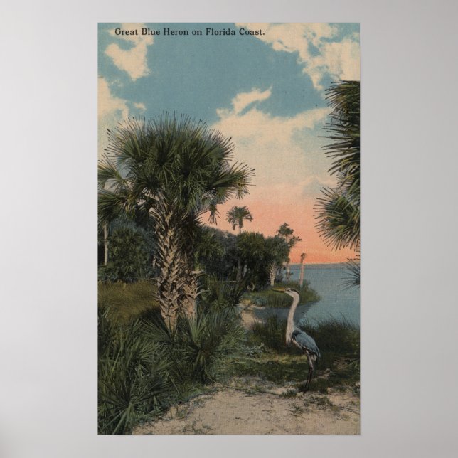 Poster Great Blue Heron sur la plage de la côte de Florid (Devant)