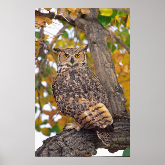 Poster Great Horned Owl (Devant)