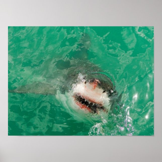 Poster Great White (Devant)