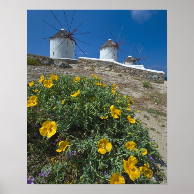 Poster Grèce, Iles des Cyclades, Mykonos, Fleurs près (Devant)