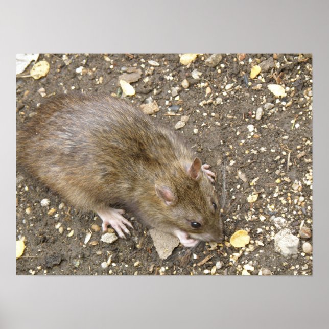 Poster Greedy Rat Print (Devant)