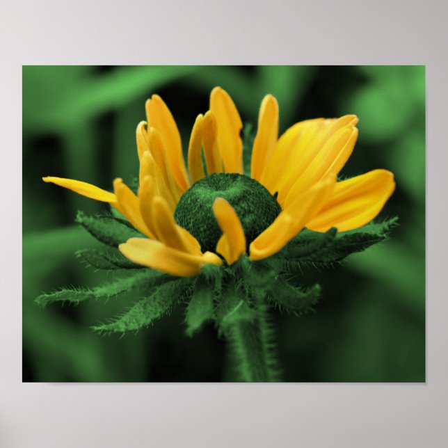 Poster Green Black Eyed Susan Abstraite Flower Art (Devant)