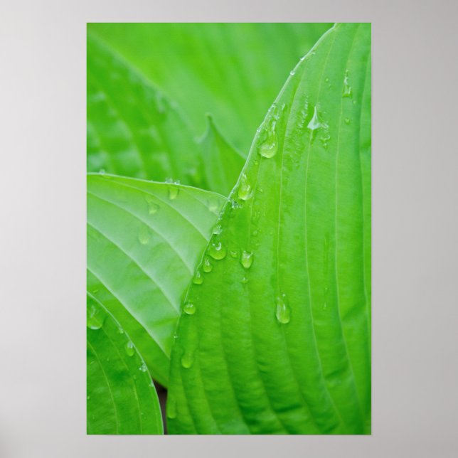 Poster Green Hosta Leaves and Water Droplets (Devant)