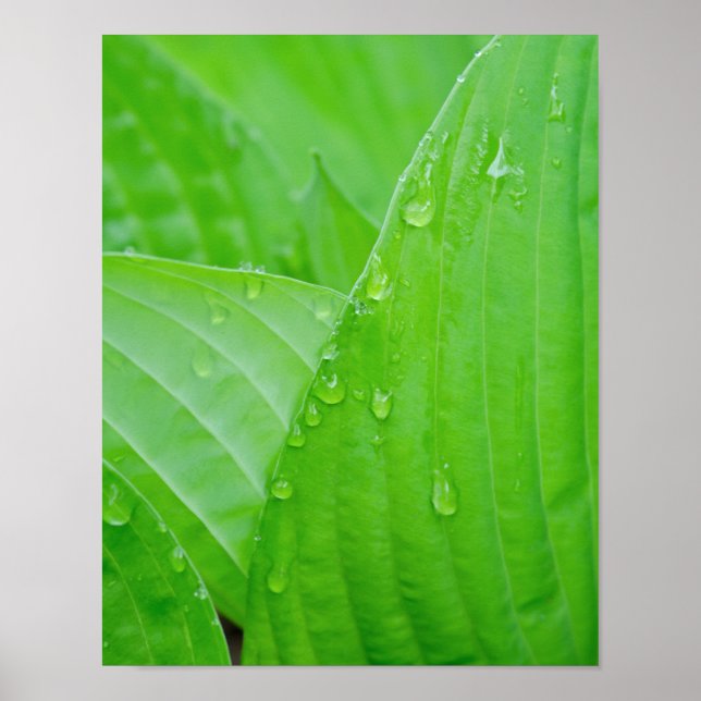 Poster Green Hosta Leaves and Water Droplets (Devant)