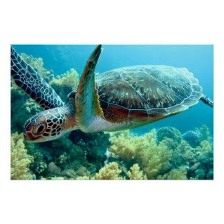 Poster Green Sea Turtle Swims the Red Sea