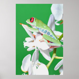 Poster grenouille