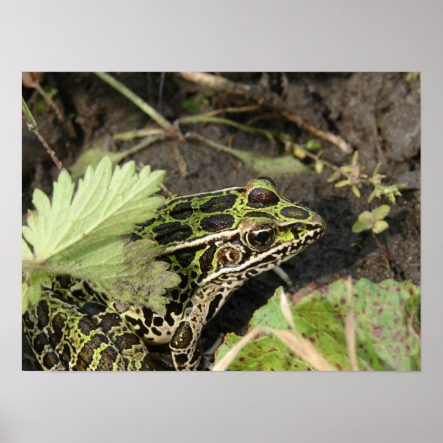 Poster Grenouille (Devant)