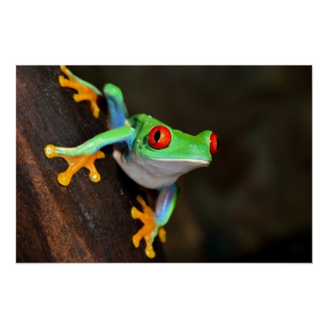 Poster Grenouille à yeux rouges tropicale - Agalychnis Ca (Devant)