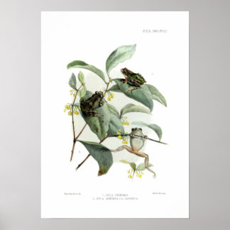 Poster Grenouille arboricole