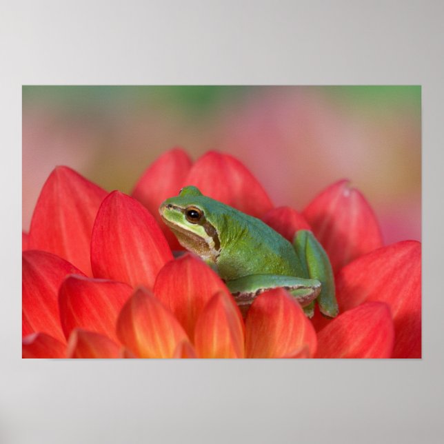 Poster Grenouille arboricole du Pacifique sur des fleurs  (Devant)
