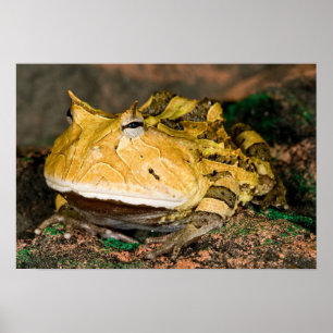 Poster Grenouille corne brésilienne, Ceratophrys cornuta,