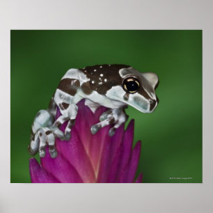 Poster Grenouille de lait, Trachycephalus resinifictrix