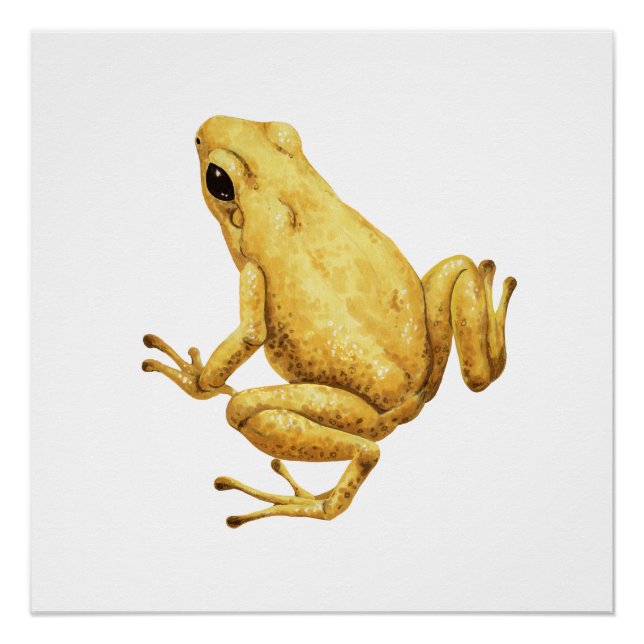 Poster Grenouille dendrobate (Devant)