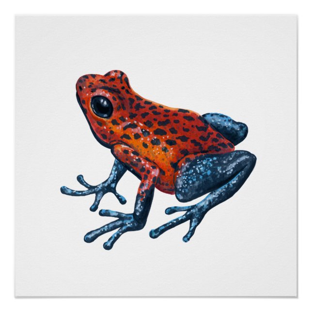 Poster Grenouille empoisonnée fraise (Devant)
