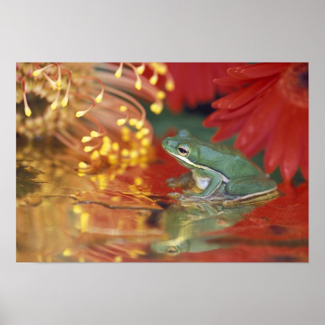 Poster Grenouille et réflexions parmi les fleurs. Crédit  (Devant)