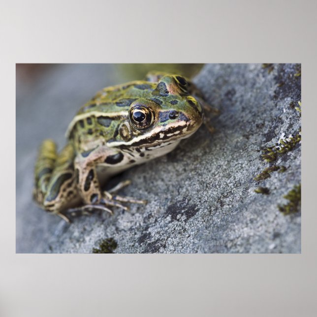 Poster Grenouille léopard du nord, Île transparente, (Devant)