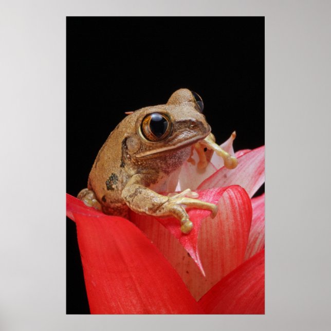Poster Grenouille marbrée des roseaux (Devant)