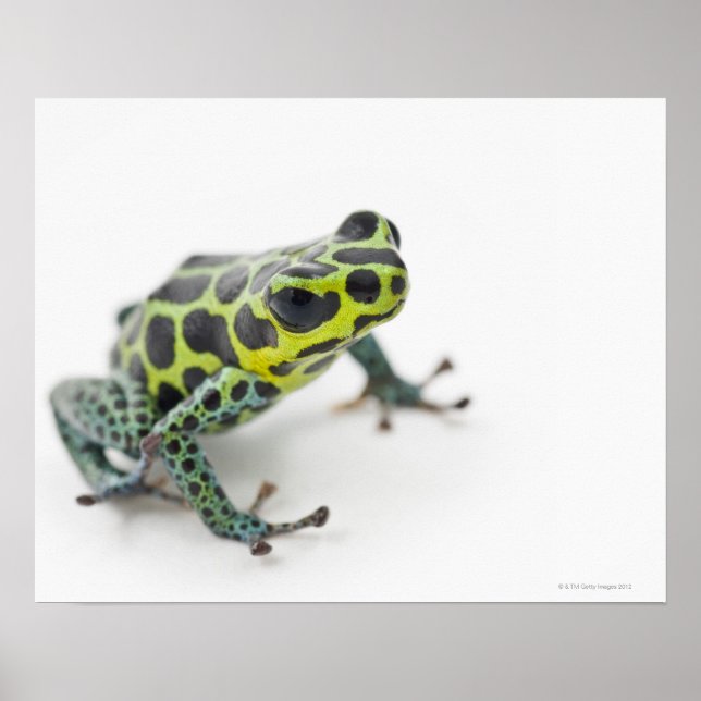 Poster Grenouille noire poison verte tachetée (Ranitomeya (Devant)