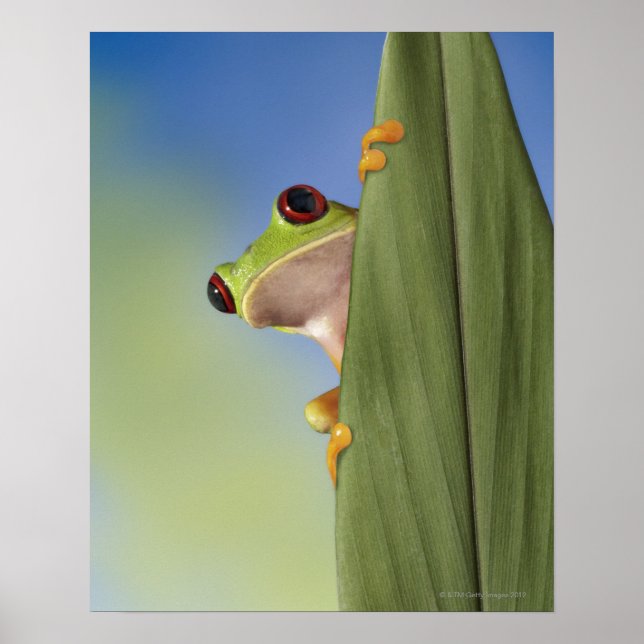 Poster Grenouille rouge Tre Peeking de derrière une feuil (Devant)